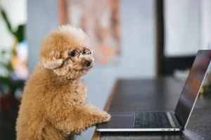 PCを操作するトイプードル