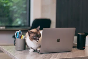 PCを見ている猫