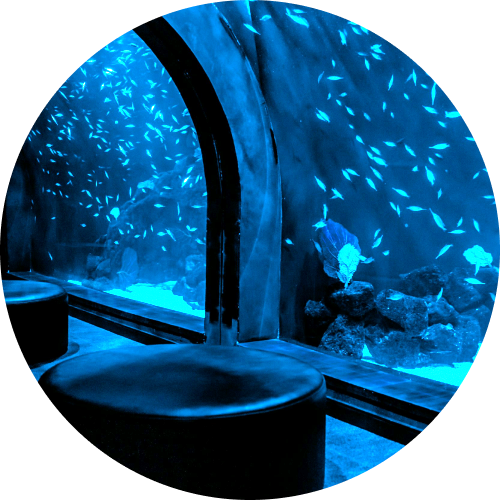 水族館ナイトツアーの画像