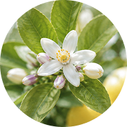 レモンの花